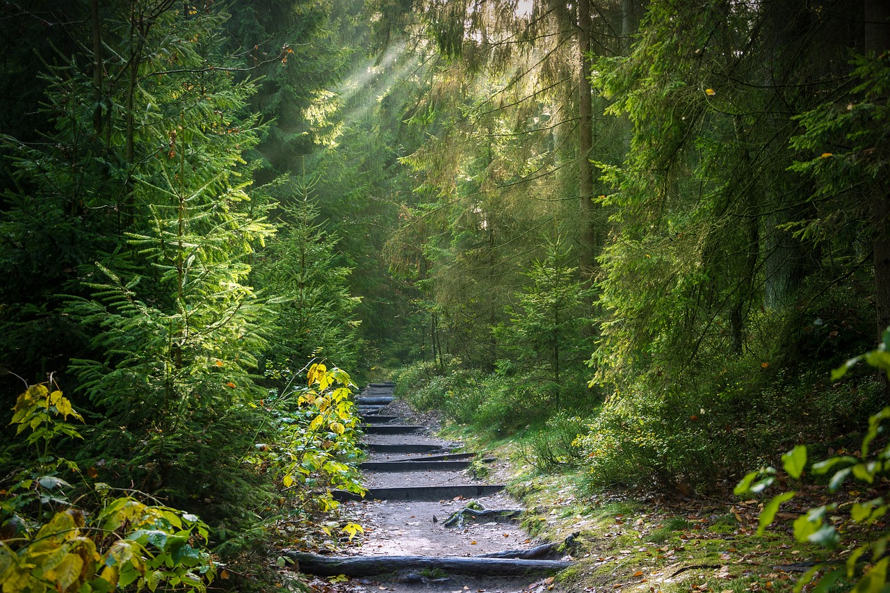 Les forêts : acteurs clés du cycle mondial du carbone face au changement climatique