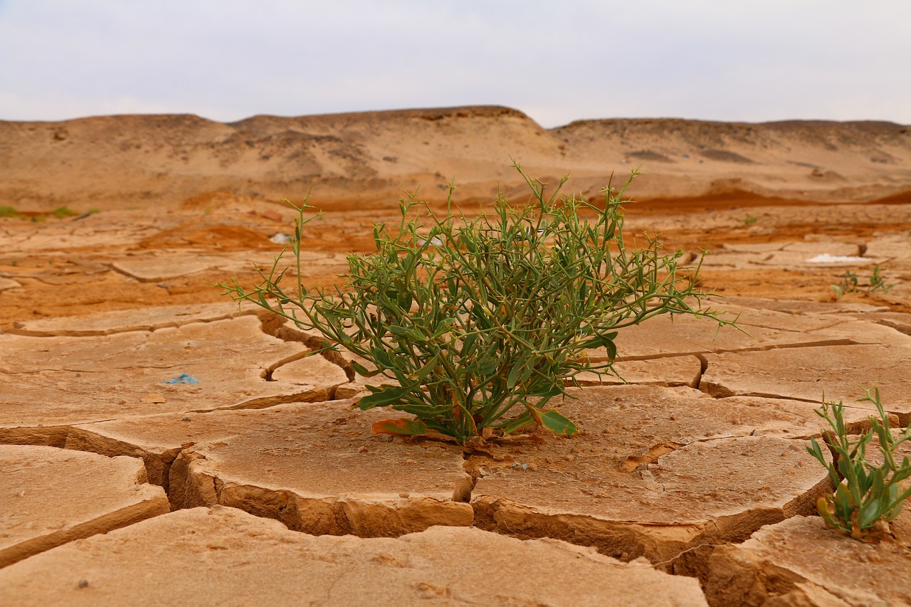 découvrez les enjeux majeurs du changement climatique, ses impacts sur notre planète et les actions nécessaires pour préserver notre environnement. informez-vous sur les solutions durables et l'importance d'agir ensemble face à cette crise mondiale.