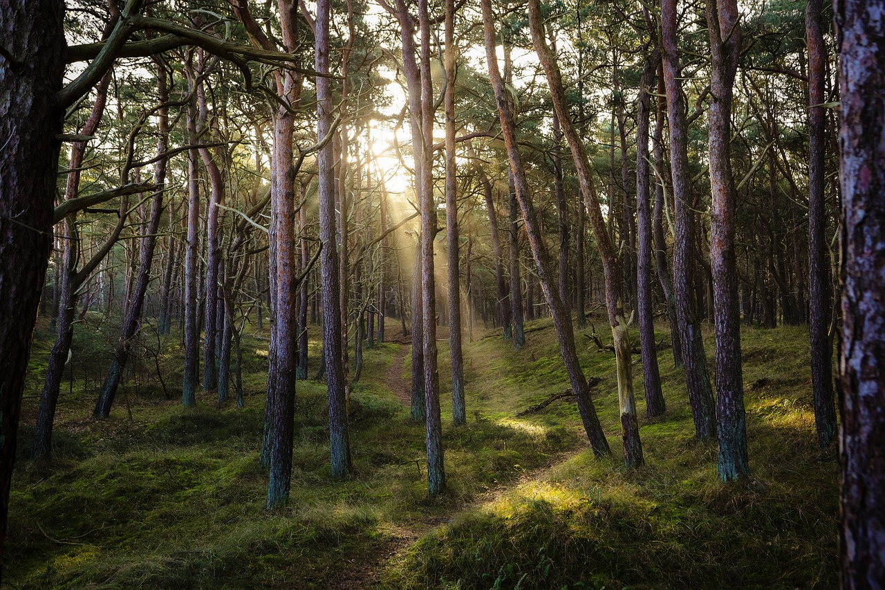 découvrez l'importance des forêts pour notre planète, leur biodiversité exceptionnelle et les nombreux bienfaits qu'elles apportent à l'environnement et à l'humanité. apprenez comment préserver ces précieux écosystèmes et participer à leur protection.