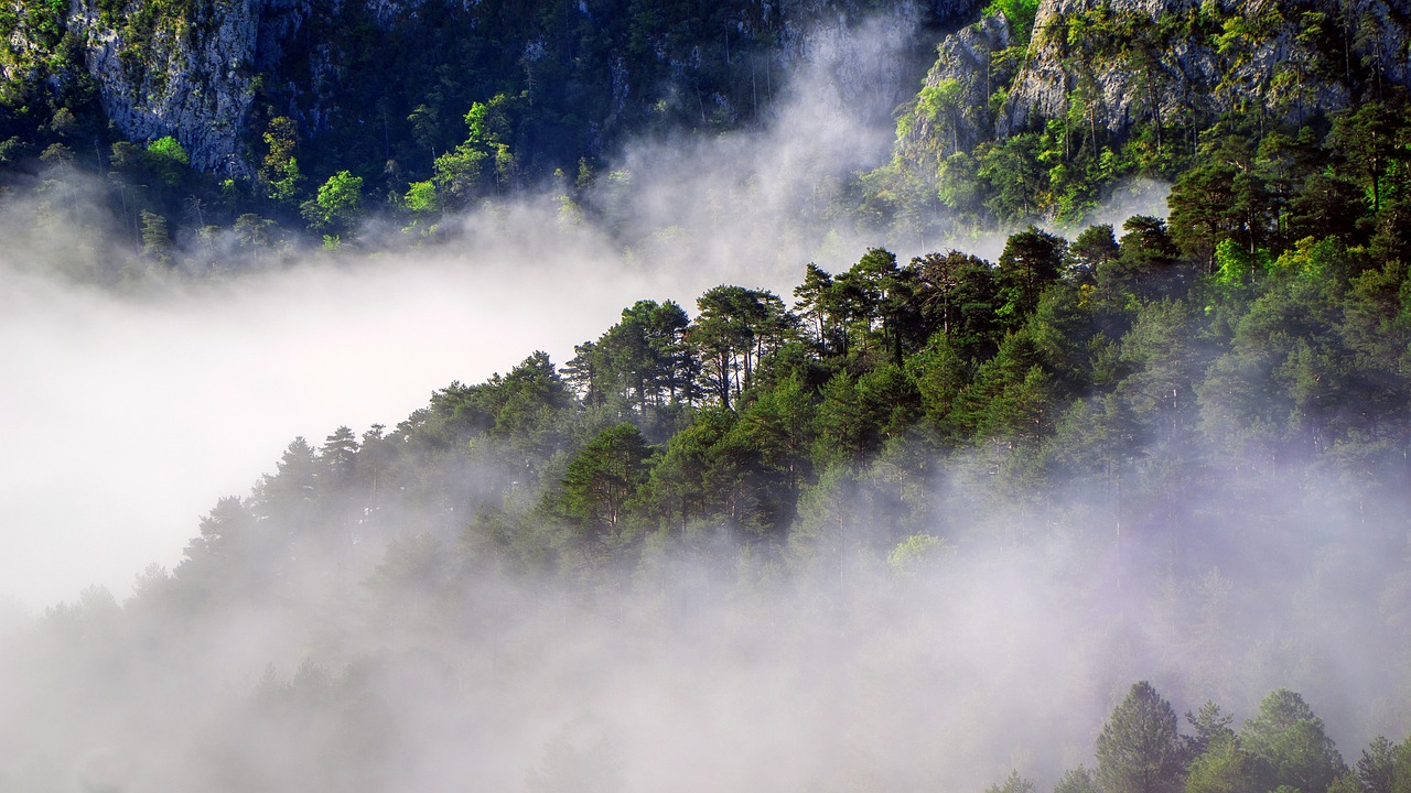 La foresterie : impact des grandes et petites pratiques sur les émissions de gaz à effet de serre