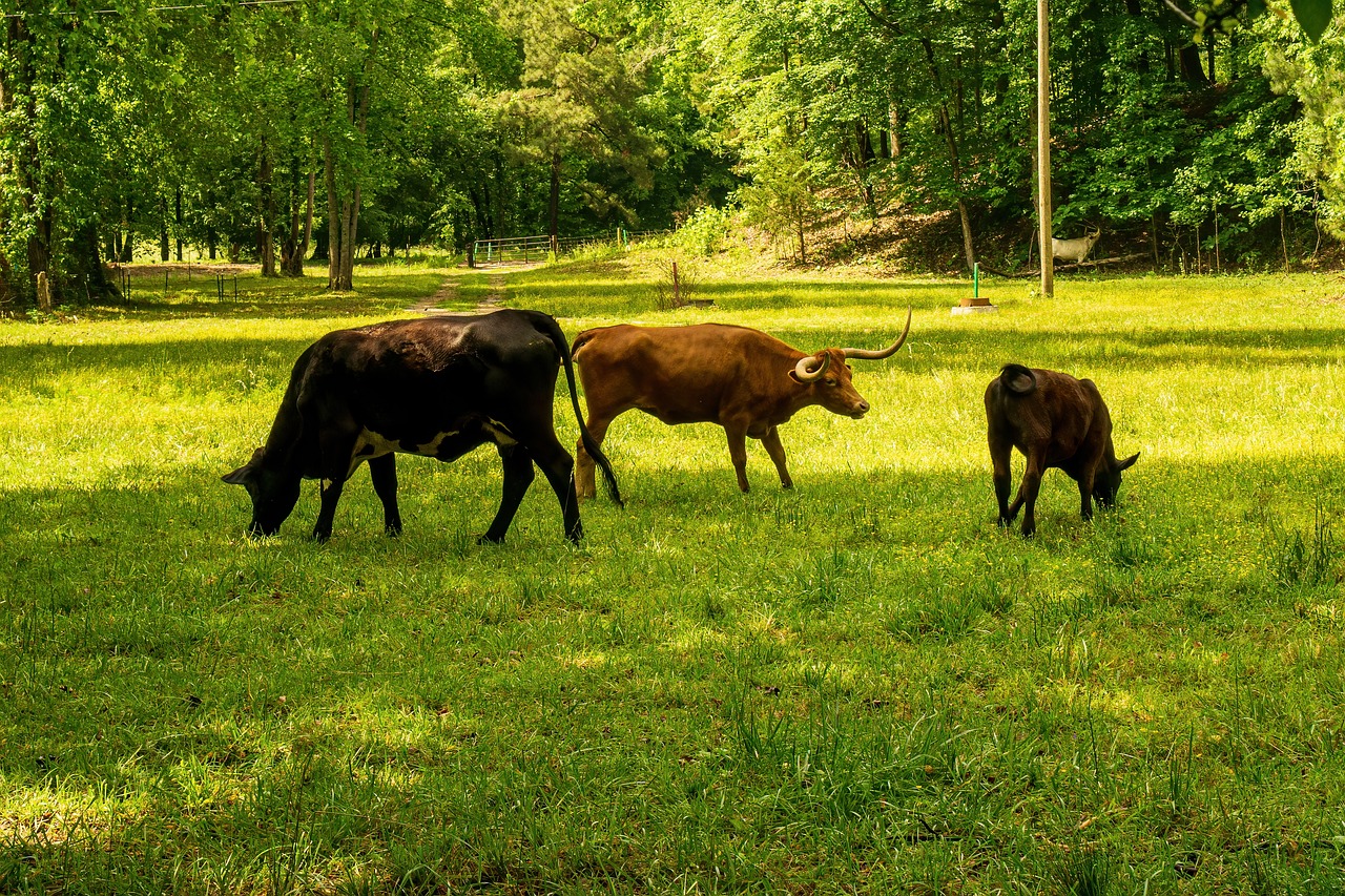 Les impacts positifs d’une bonne gestion du bilan carbone