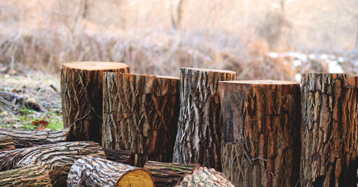 découvrez ce qu'est l'empreinte carbone et son impact sur l'environnement. apprenez les différentes manières de réduire votre empreinte écologique pour un avenir plus durable.