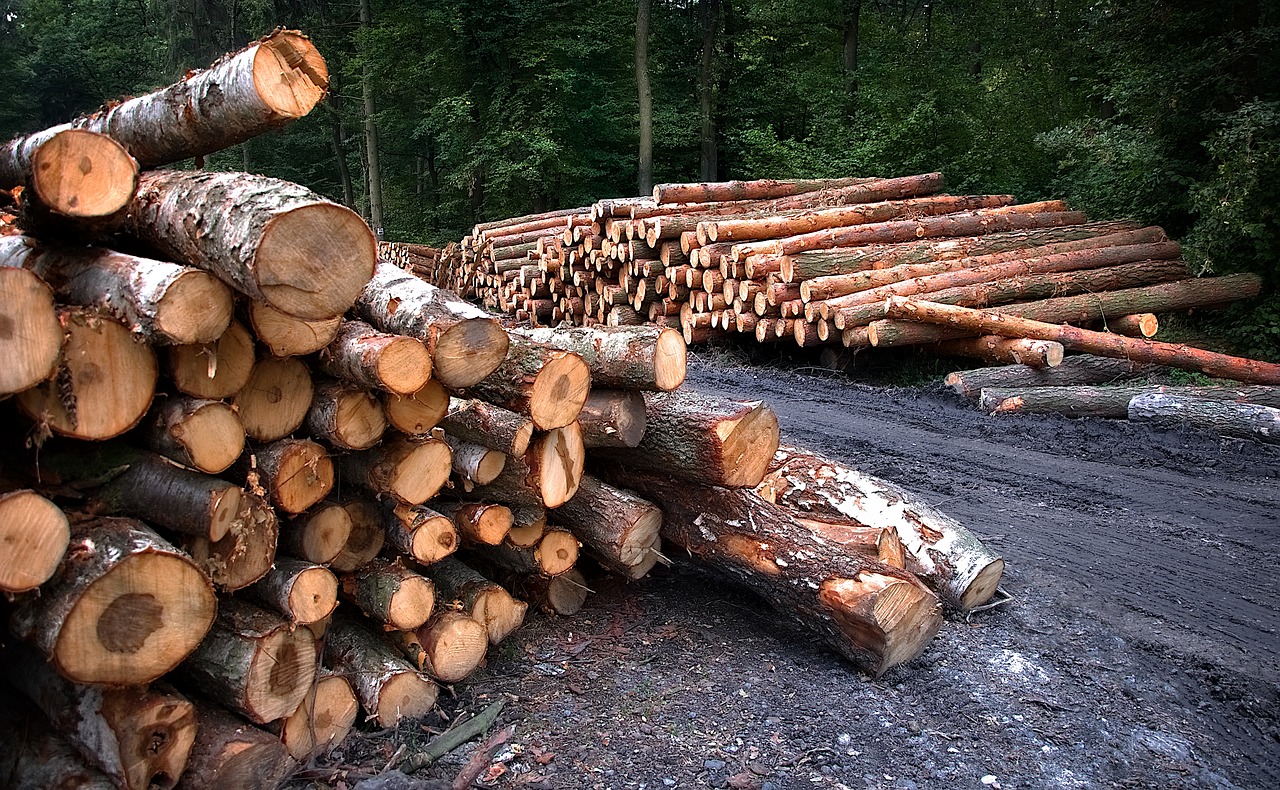 explorez l'univers de la foresterie, un domaine essentiel pour la gestion durable des forêts, la biodiversité et la conservation de l'environnement. découvrez les pratiques innovantes, les enjeux économiques et les perspectives d'avenir pour un développement durable.